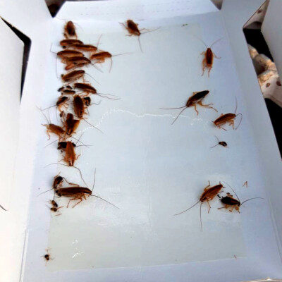 Knock off insectenval voor kakkerlakken