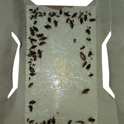 Insective kakkerlakken XL met lokstof