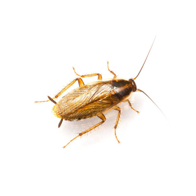 Insective kakkerlakken XL met lokstof